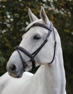 Ecorider Ecolux Bridle