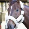 Ecorider Deluxe Headcollar 2 Ecorider Deluxe Headcollar -Horse Supplies Store 14207