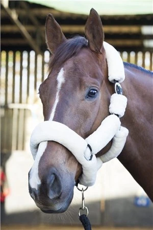 Ecorider Deluxe Headcollar 3 Ecorider Deluxe Headcollar