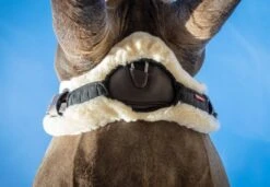 LeMieux Lambswool Anatomic Girth Cover -Horse Supplies Store 14418d