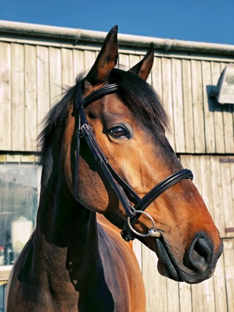 Ecorider Classic Comfort Bridle 3 Ecorider Classic Comfort Bridle