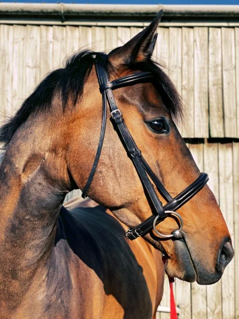 Ecorider Classic Comfort Bridle 4 Ecorider Classic Comfort Bridle - Image 2