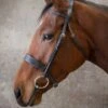 Ecorider Show Bridle -Horse Supplies Store 14504