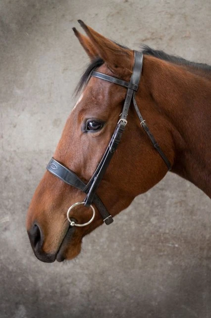 Ecorider Show Bridle 3 Ecorider Show Bridle