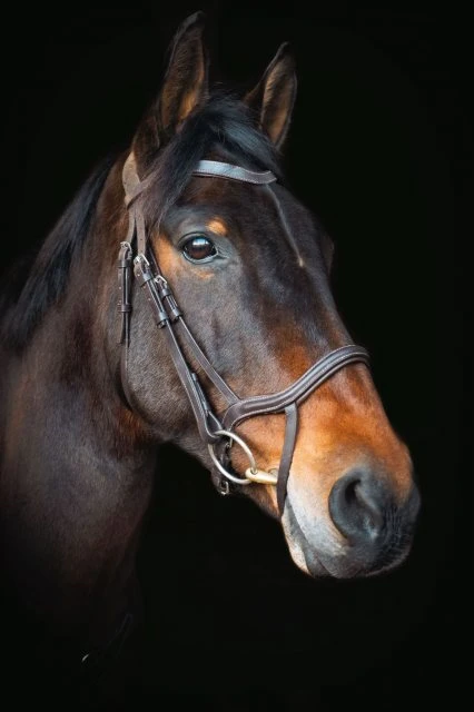 Cameo Equine Core Collection Anatomic Bridle 3 Cameo Equine Core Collection Anatomic Bridle