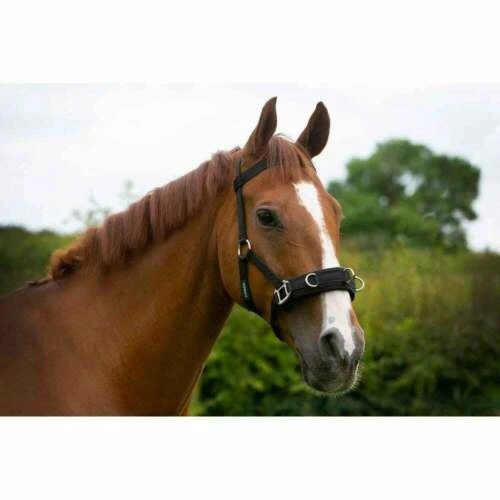 Cameo Equine Lunging Caveson 3 Cameo Equine Lunging Caveson