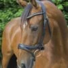 Ecorider Ecosoft Acclaim Bridle -Horse Supplies Store 16002