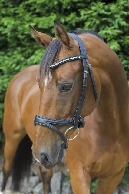 Ecorider Ecosoft Acclaim Bridle 3 Ecorider Ecosoft Acclaim Bridle