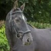 Ecorider Ecosoft Finesse Bridle -Horse Supplies Store 16003