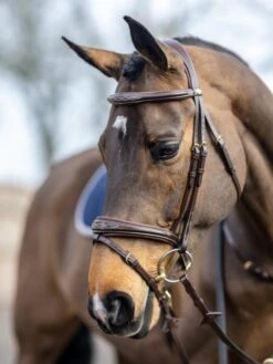 LeMieux Competition Flash Bridle -Horse Supplies Store 16215f