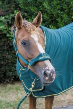 Cameo Equine Limited Edition Show Collection Rug -Horse Supplies Store 16749f