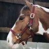 Kentucky Plaited Nylon Head Collar 2 Kentucky Plaited Nylon Head Collar -Horse Supplies Store 17317
