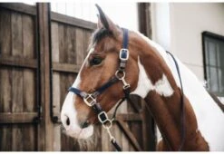 Kentucky Plaited Nylon Head Collar -Horse Supplies Store 17317c