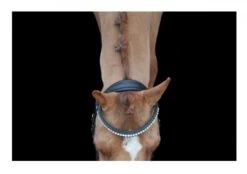 Ecorider Ultra Comfort Navan Bridle -Horse Supplies Store 18104d