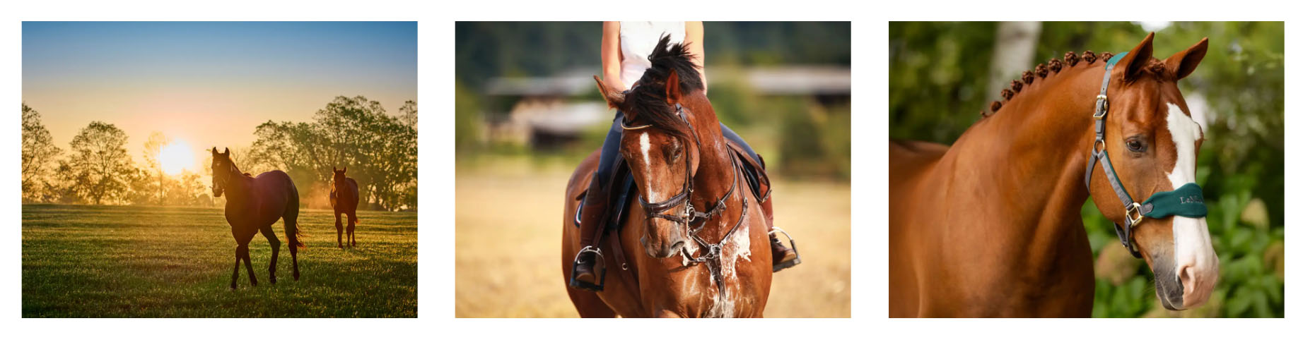 Horse Supplies Store -Horse Supplies Store gvjngvj